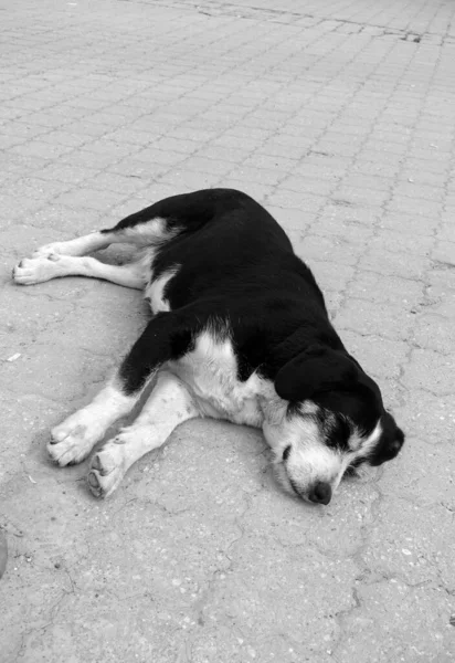 Dog Lying His Neck Stretched Out Close Sleeping Dog Tired — Foto de Stock