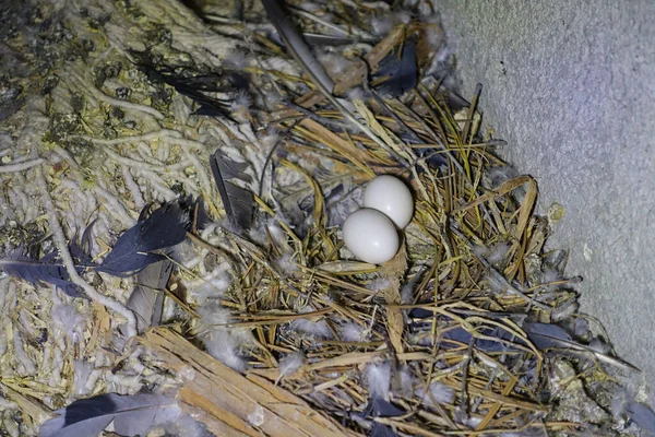 pigeon eggs inside the roof of the building, two eggs in a pigeon nest in the attic,