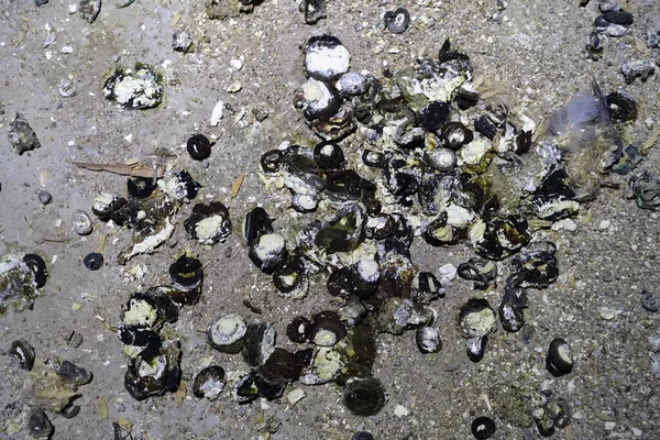 Binanın çatısında güvercin gagası, güvercin gübresi.,