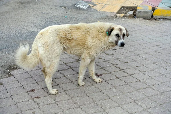 Şehir merkezinde başıboş gezen sokak köpekleri, sokak köpekleri, farklı cinsten sokak köpekleri.,
