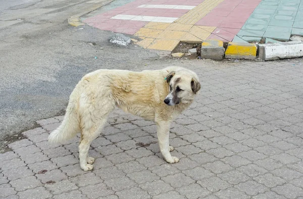 Şehir merkezinde başıboş gezen sokak köpekleri, sokak köpekleri, farklı cinsten sokak köpekleri.,