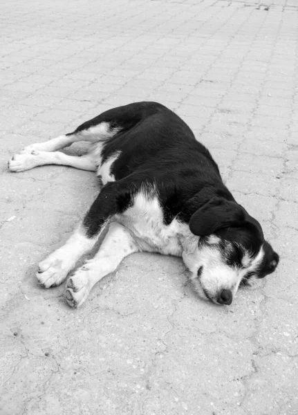 Dog Lying His Neck Stretched Out Close Sleeping Dog Tired — Foto de Stock