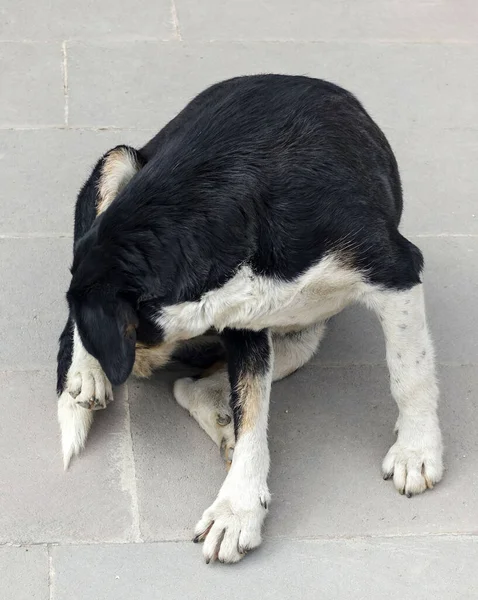 Hond Krabt Zichzelf Met Zijn Tong Zwerfhond Krabt Zichzelf — Stockfoto