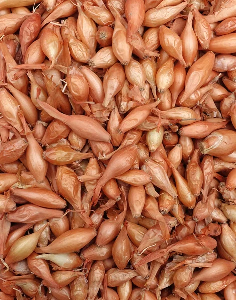 Paketlenmemiş soğan kumaş torbalarda satılıyor, arpacık soğanı tohumları ekiliyor.,