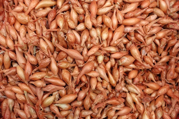 Paketlenmemiş soğan soğanları tohum dükkanlarında kumaş torbalarda satılıyor, arpacık soğanı tohumları bahçeye ekiliyor.,