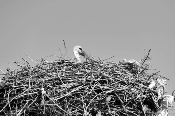 Vrouwelijke Ooievaars Die Elk Jaar Naar Hetzelfde Nest Komen Broeden — Stockfoto