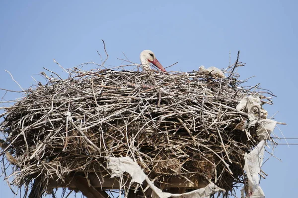 Stork Nesting Village Stork Brooding Its Nest — Foto de Stock
