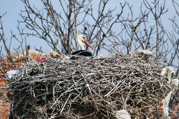 Stork Stork Stork Nests Lying Nest Spring — Foto de Stock