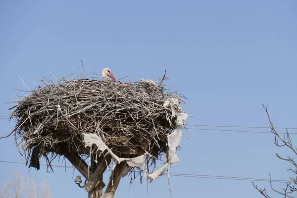 Blue Sky Stork Nest Stork Incubation — Foto de Stock