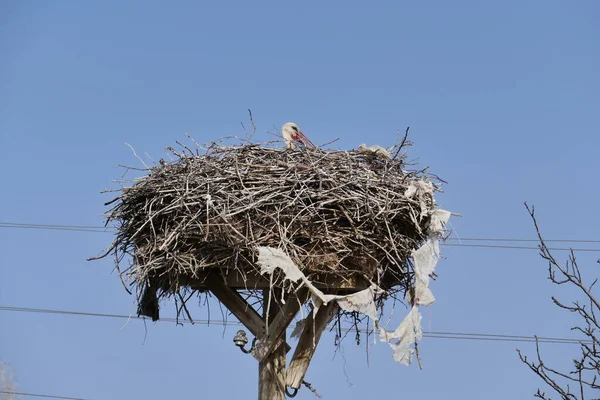 Female Storks Come Same Nest Every Year Brood — Foto de Stock