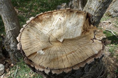 Elektrikli testereyle kesilmiş ağaç kütüğü, kavak ağacı kütüğü.,