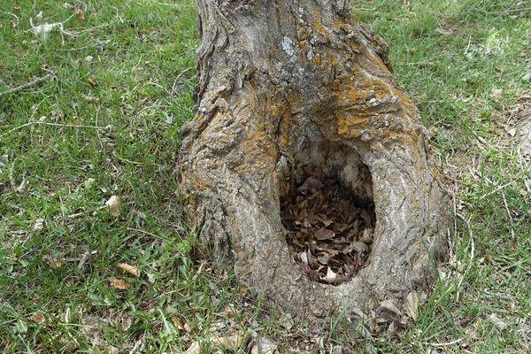 Tree Hollow Hollows Formed Poplar Trees Thick Poplar Trees — Stockfoto