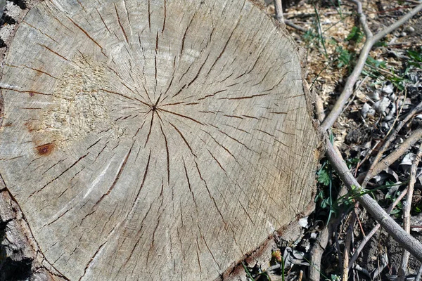 Κούτσουρο Δένδρου Κομμένο Αλυσοπρίονο Κούτσουρο Λεύκης — Φωτογραφία Αρχείου