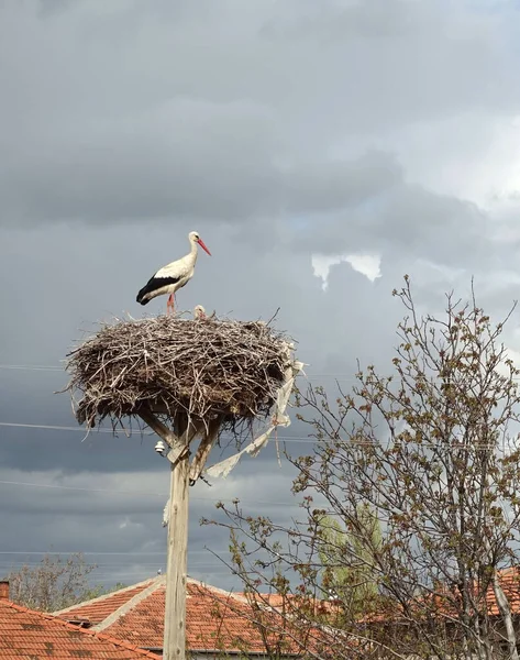 Storkreir Grublende Kvinnelig Stork Mannlig Stork Ved Siden – stockfoto