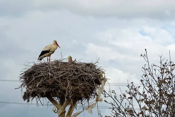 Stork Nest Female Stork Male Stork Nest Spring Storks Return — Foto de Stock