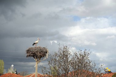 Leylek yuvası, kara kara düşünen dişi leylek ve yanında da erkek leylek.,