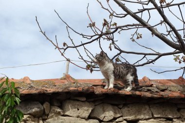 Köyün duvarında gezinen bir kedi, sevimli bir taşra kedisi.,