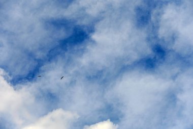 Leylekler mavi ve bulutlu gökyüzünde uçuyor, leylekler baharda, gökyüzünde ve leyleklerde uçuyor,