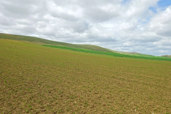 lentil plantations in continental climate, newly sprouting lentil plant, green lentil plant sprouting in the field,