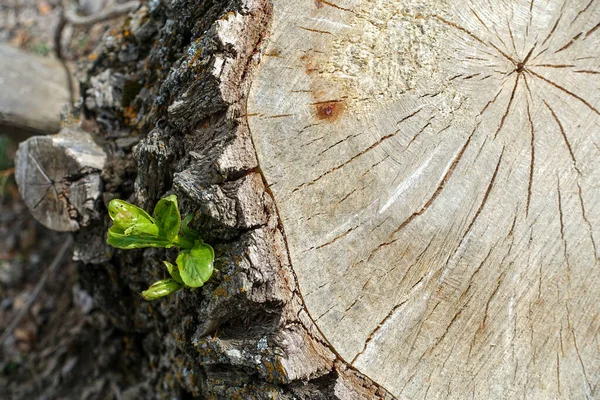 Elektrikli testere ile kesilen ağaç gövdesi kenardan yeşile döndü, yeşil kavak ağacı kütükleri,