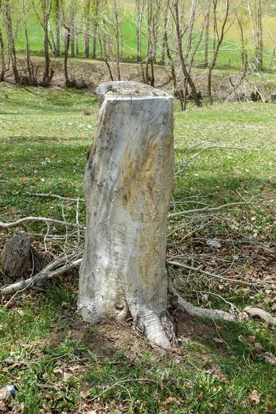 乾燥したポプラの木 乾燥した木の切り株 根を持つ乾燥した木 — ストック写真