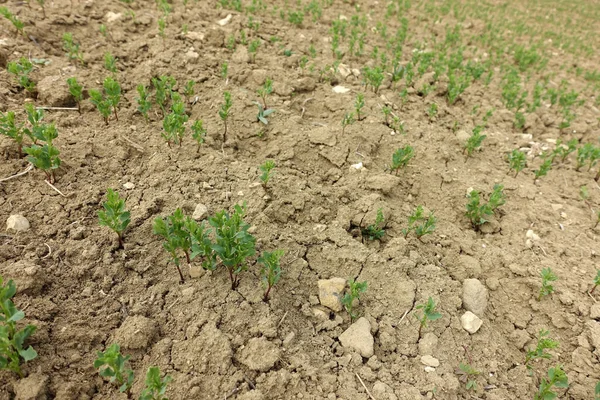 lentil plantations in continental climate, newly sprouting lentil plant, green lentil plant sprouting in the field,