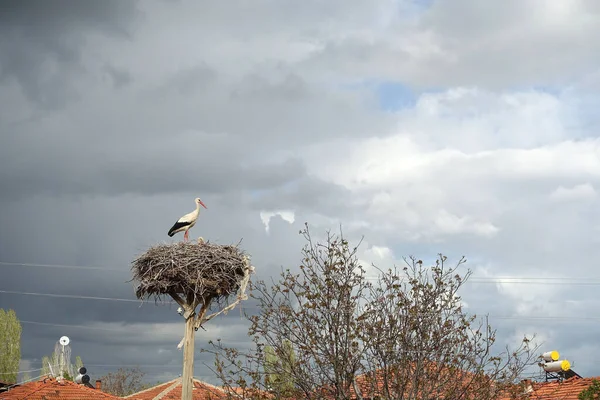 Leylek yuvası, kara kara düşünen dişi leylek ve yanında da erkek leylek.,