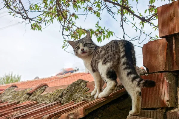 Köyün duvarında gezinen bir kedi, sevimli bir taşra kedisi.,