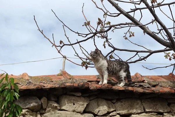 Köyün duvarında gezinen bir kedi, sevimli bir taşra kedisi.,
