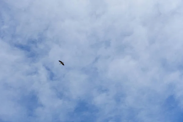 Storks Flying Blue Cloudy Sky Storks Flying Sky Spring Sky — Stock Photo, Image