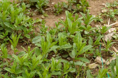 Baharda bahçede yetişen doğal yeşil nane. Şifalı nane bitkisi taze ve bahçeye ekilmiş.,