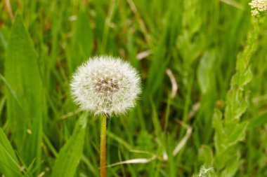 Karahindiba tüyleri, yakın plan karahindiba çiçeği tüyleri.,