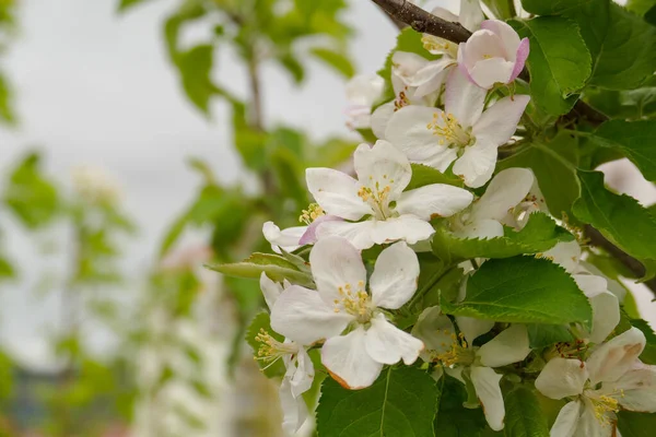 Çiçek açan elma ağacı, ilkbaharda açan elma ağacının yakın çekimi.,