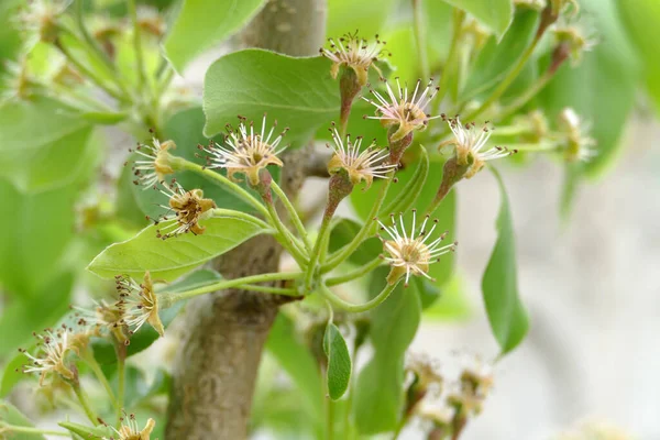 Pear Tree Has Shed Its Flowers Ready Bear Fruit Fruit — Stockfoto