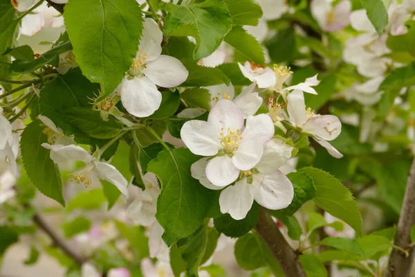 Çiçek açan elma ağacı, ilkbaharda açan elma ağacının yakın çekimi.,
