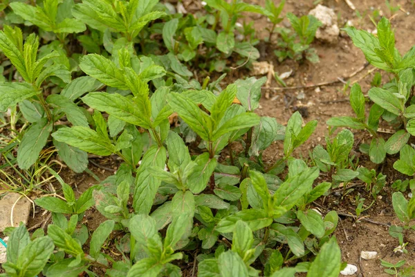 Planta Menta Verde Natural Que Crece Jardín Primavera Planta Menta — Foto de Stock