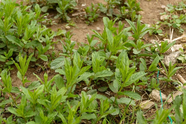 Baharda bahçede yetişen doğal yeşil nane. Şifalı nane bitkisi taze ve bahçeye ekilmiş.,