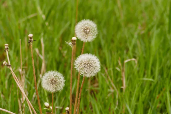 Karahindiba tüyleri, yakın plan karahindiba çiçeği tüyleri.,