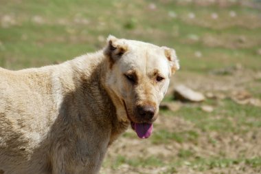 Köpek kafası, büyük köpek kafası, köpek portresi, bir köpeğin yakın çekimi.,
