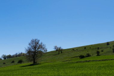 Boynunda çanlar olan koyunlar tarlada otluyor, çanları olan koyunlara yakın çekim yapıyor.,
