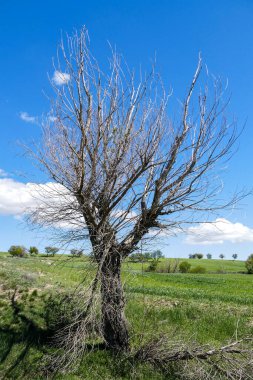 Doğanın ölümü, solmuş ağaçlar, yeşillikte ölü bir ağaç.,