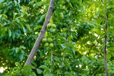 Erik ağacında ekşi yeşil erikler, erik ağacında bir sürü yeşil ekşi erik.,