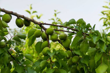 Yakın plan olgunlaşmamış kayısılar, dalda bir sürü ekşi, çiğ kayısı.,
