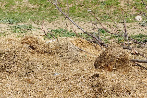 Paglia Ammuffita Piedi Sotto Forma Rifiuti Vecchi Rifiuti Paglia — Foto Stock