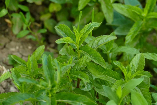 Growing Fresh Green Mint Garden Natural Mint Close — Stock Photo, Image