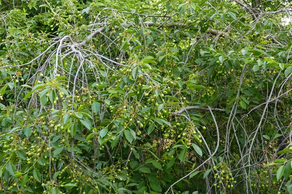 Yakın Plan Olgunlaşmamış Kiraz Meyveleri Kiraz Ağacında Bir Sürü Kiraz — Stok fotoğraf