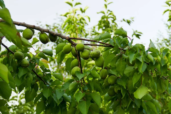 Gros Plan Abricots Acidulés Beaucoup Abricots Acidulés Crus Sur Branche — Photo