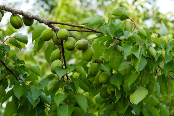 特写未成熟的酸杏子 树枝上有很多酸的生杏子 — 图库照片