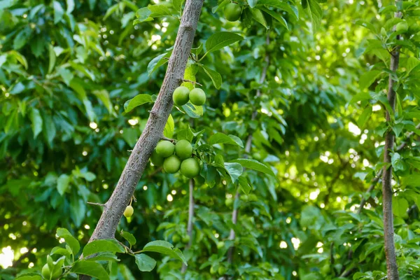 Ciruelas Verdes Agrias Ciruelo Muchas Ciruelas Verdes Agrias Ciruelo — Foto de Stock