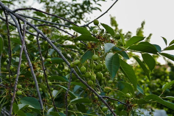 Gros Plan Fruits Cerise Non Mûrs Beaucoup Cerises Sur Cerisier — Photo